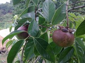 ɽ������̩�����������ǽ��ڡ�����ɽ����