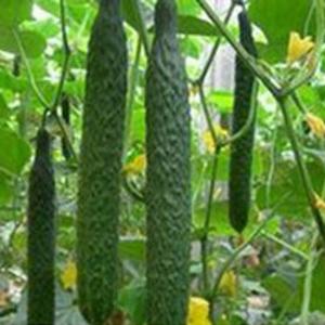 �ƹ� -- ������ɫ�߲�