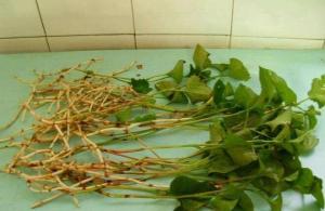 ���Ȳ� ���Ĳ� �۶��� ����Ӹ��ŧ��̵�ȴ��ȣ����Ƚⶾ