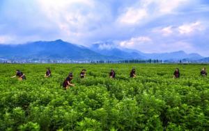 ޭ�� ��Ҷ ���� ҩʥ��ʱ��Ĺ���Ƹ�ޭ���ز�