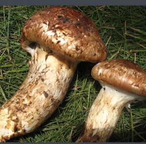 ���� ���ɿ�Ģ����ަ���Ͼ� �����Ĵ������ز�