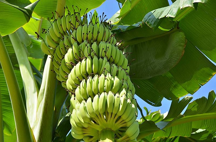 香蕉  广东海南亚热带特产
