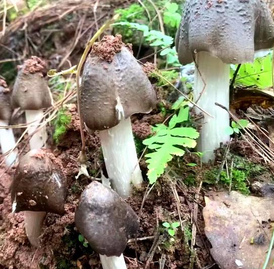 ���ݾ� ���Ϲ����ز� ���� �ֲ� �й��Ϸ�������